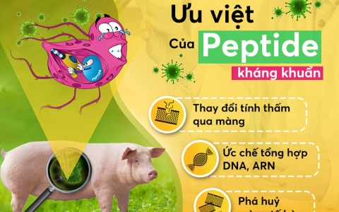 Peptide kháng khuẩn - giải pháp mới thay thế kháng sinh trong thức ăn chăn nuôi